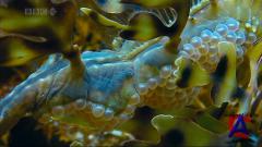 BBC:   / BBC: Deep Blue
