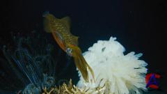 IMAX -    / IMAX - Under the Sea