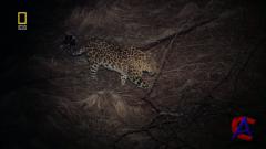 NG -    / National Geographic - Wild Russia