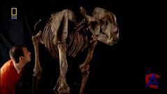 NG -   / National Geographic - Evolutions