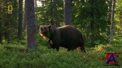 NG -    / National Geographic - Wild Russia