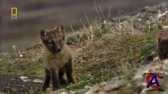 NG -    / National Geographic - Wild Russia