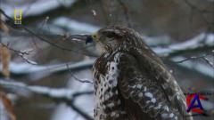 NG -    / National Geographic - Wild Russia