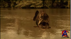   / Mega Piranha