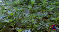 NG -   / National Geographic: Inside Marijuana (2009) SATRip