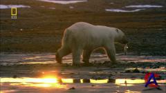 NG -    / National Geographic - Wild Russia