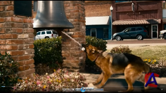   / Cool Dog