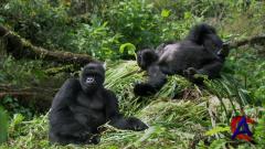 BBC:   -    / BBC: Great Rift - Africas Wild Heart (3   3)