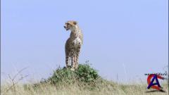 BBC:   -    / BBC: Great Rift - Africas Wild Heart (3   3)