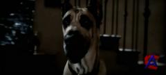  / Marmaduke (2010) CAMRip (ELEKTRI4KA)