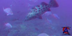     3D / OceanWorld 3D