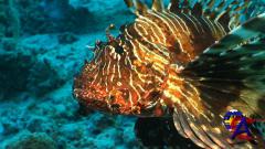 IMAX -    / IMAX - Deep Sea