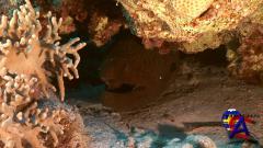 IMAX -    / IMAX - Deep Sea