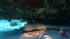 IMAX -    / IMAX - Deep Sea