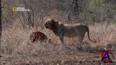 NG -   / NG - Lion Army