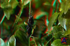 ! 3D / Bugs! 3D