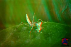 ! 3D / Bugs! 3D