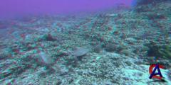     3D / OceanWorld 3D