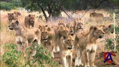 NG -   / NG - Lion Army