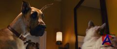  / Marmaduke