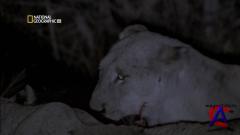 NG -   / NG - Lion Army
