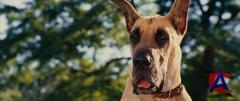  / Marmaduke