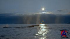 IMAX - :   ( ) / IMAX - Alaska: Spirit of the Wild