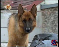   / Kommissar Rex (1 )