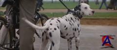 101  / 101 Dalmatians