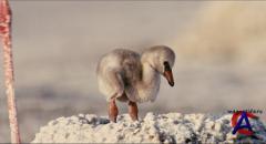 :   / Crimson Wing: Mystery of the Flamingos, The