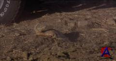   3 / Tremors 3: Back to Perfection