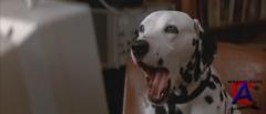 101  / 101 Dalmatians
