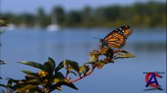    / The Incredible Journey of the Butterflies