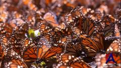    / The Incredible Journey of the Butterflies