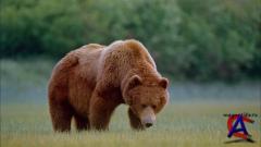 IMAX - :   ( ) / IMAX - Alaska: Spirit of the Wild