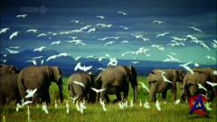 BBC:      / BBC: Charles Darwin and the Tree of Life