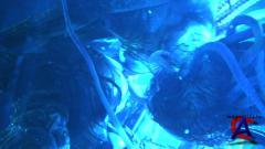  2 / Species II