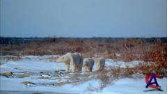 IMAX - :   ( ) / IMAX - Alaska: Spirit of the Wild
