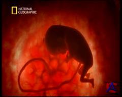NG -   / NG - In the womb