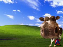 Windows XP