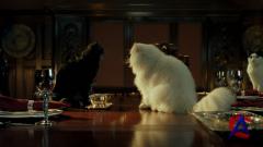    / Cats & Dogs
