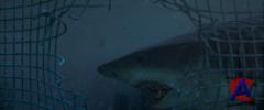    / Deep Blue Sea