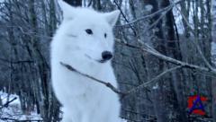    /    / Survivre avec les loups