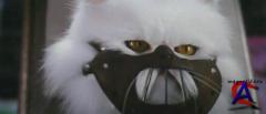   :    / Cats & Dogs: The Revenge of Kitty Galore