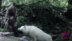    /    / Survivre avec les loups