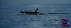  2:   / Free Willy 2: The Adventure Home