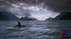   3:  / Free Willy 3: The Rescue