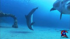      / Dolphins In The Deep Blue Ocean