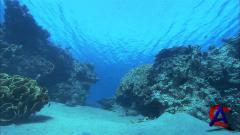      / Dolphins In The Deep Blue Ocean