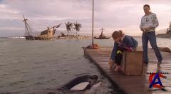  :     / Free Willy: Escape from Pirates Cove